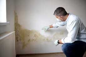 Trusted Britton, SD Mold Removal & Remediation Experts